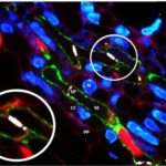 PVB2016 flyer 05 Jan 16 pic.jpeg